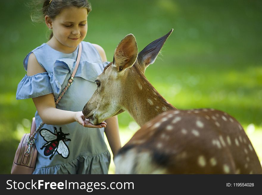 Kid Feeding Antelope