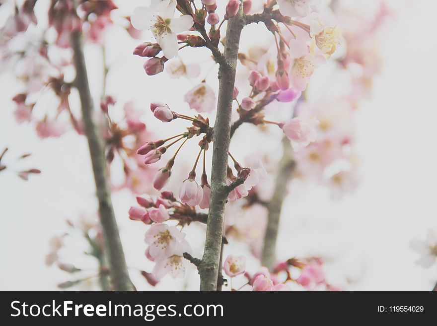 Close-Up Photography of Cherry Blossom