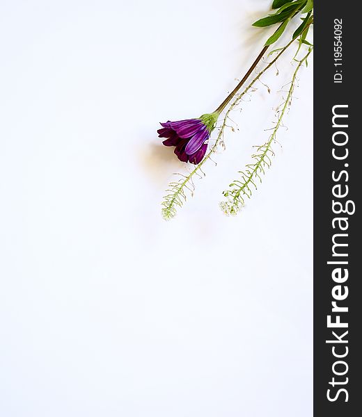 Photo of Purple Flower