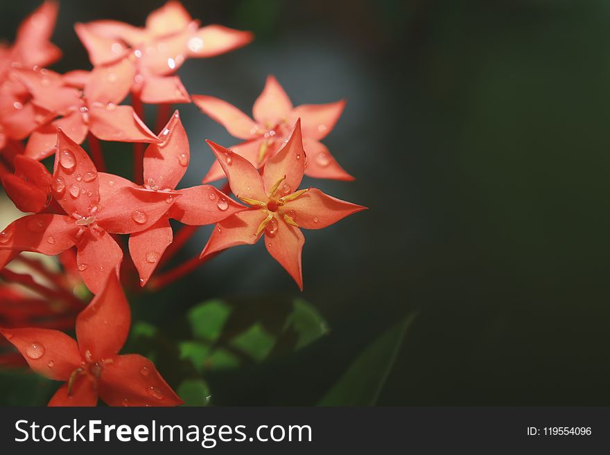 Macro Photography of Red Flowers