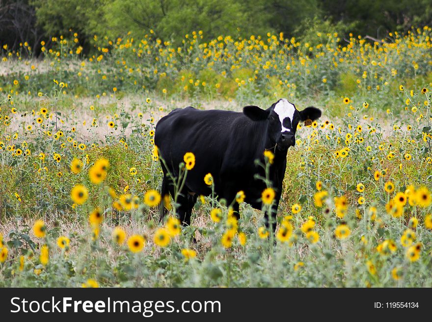 Black Cattle on Bed of Yellow Petaled Flowers