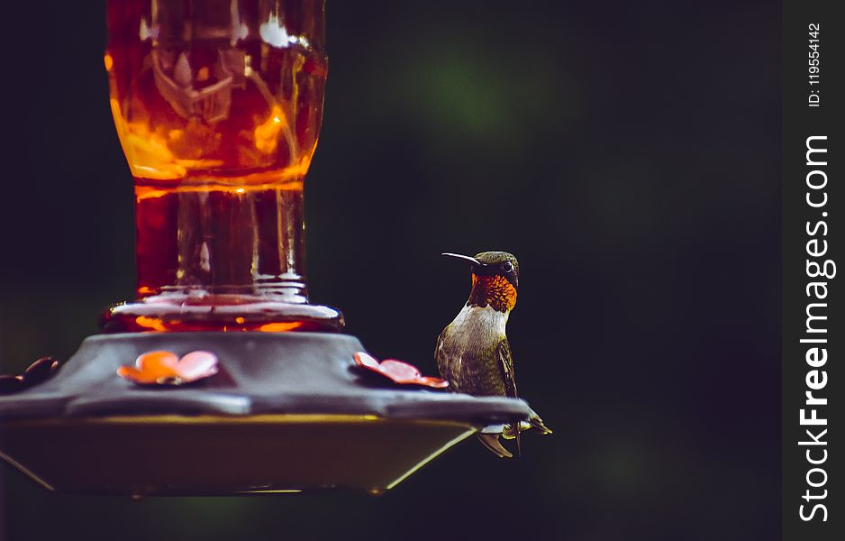 Selective Focus Photography Of Ruby-throated Hummingbird Perched On Bird Feeder