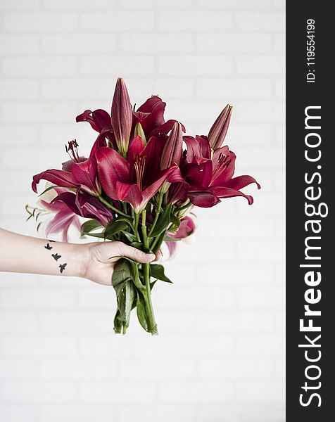 Person Holding Maroon Stargazer Flowers