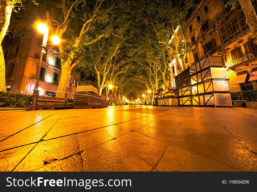 Green Leafed Trees