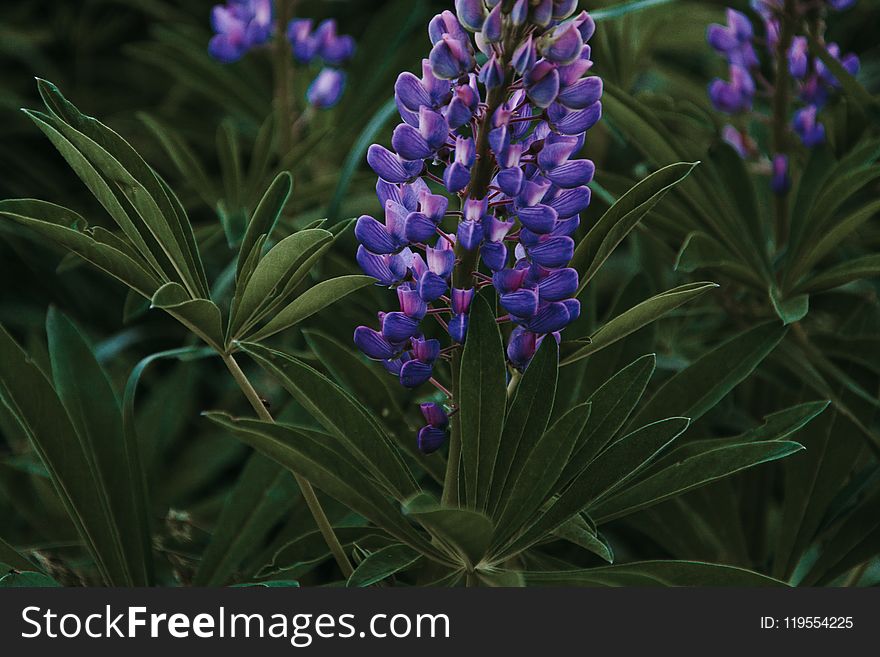 Close-Up Photography Of Purple Flower