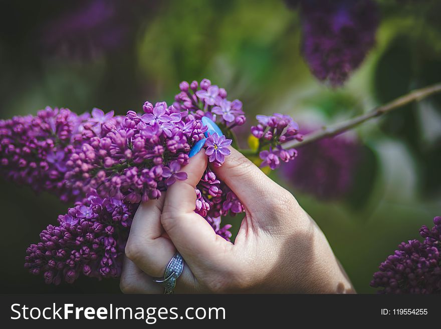 Person Holding Purple Hyacinth Flower