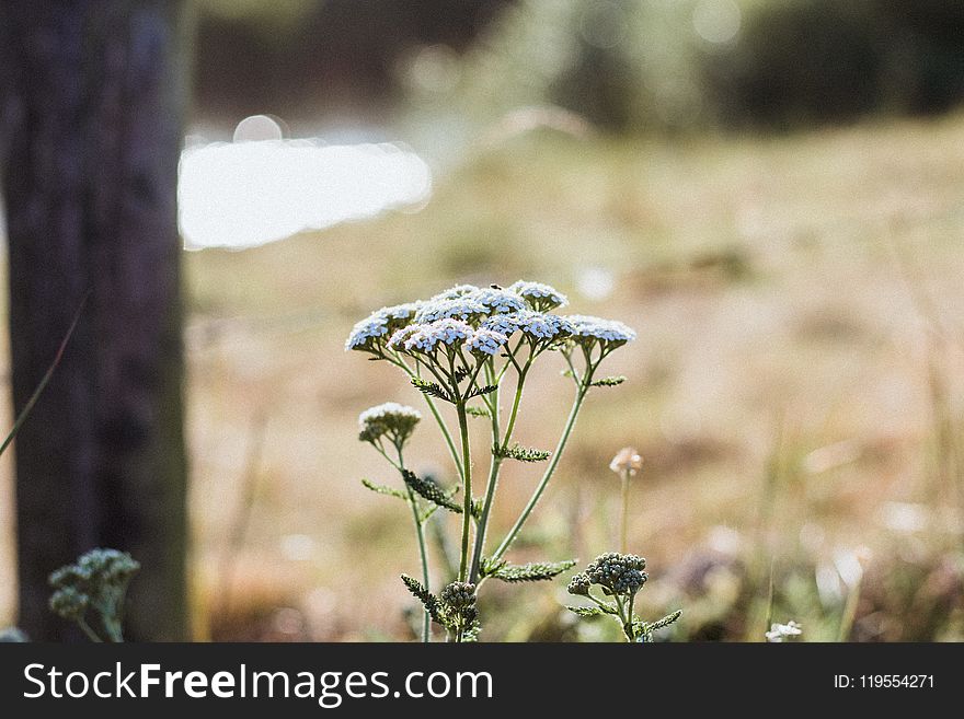 Shallow Focus Photography of White Flowers