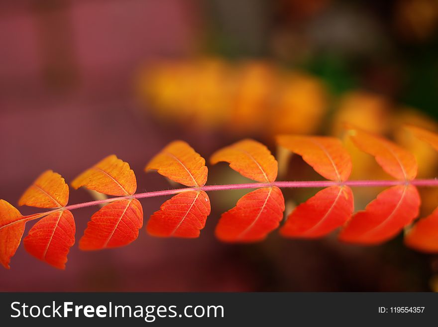 Depth of Field Photography of Orange Double Compound Leaf