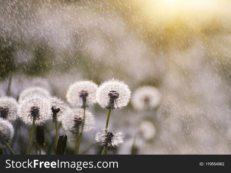Many white delicate air colors of dandelions and spring sunny rain and flies flying in the air.