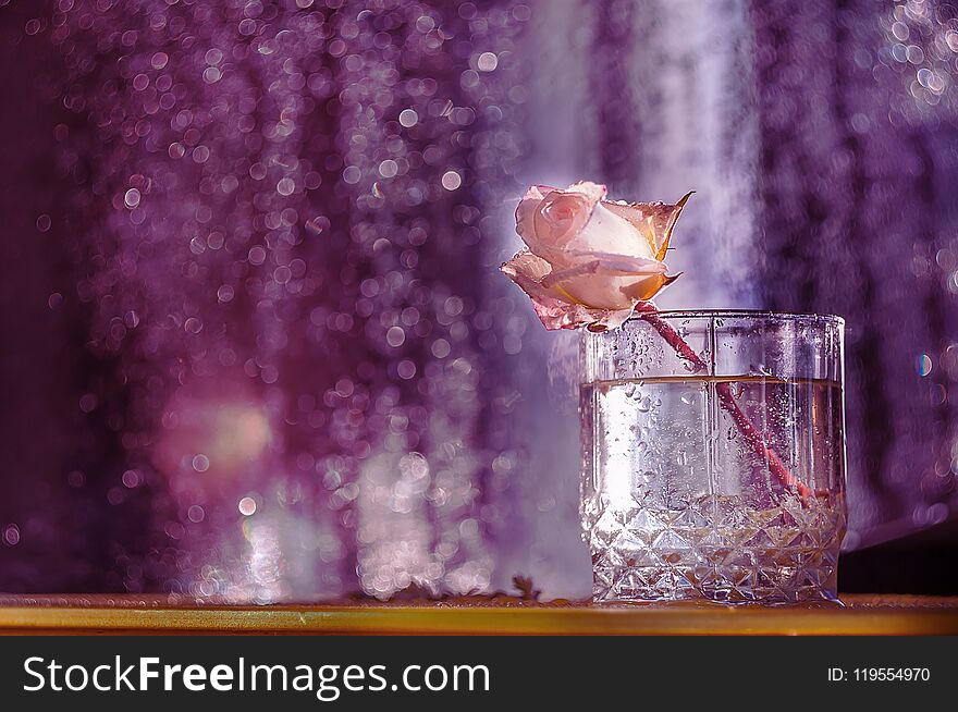 A rose flower in fresh drops in a glass on a dark background.