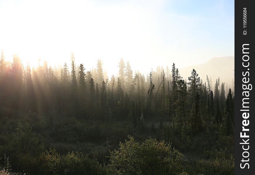 Misty Tundra Forest