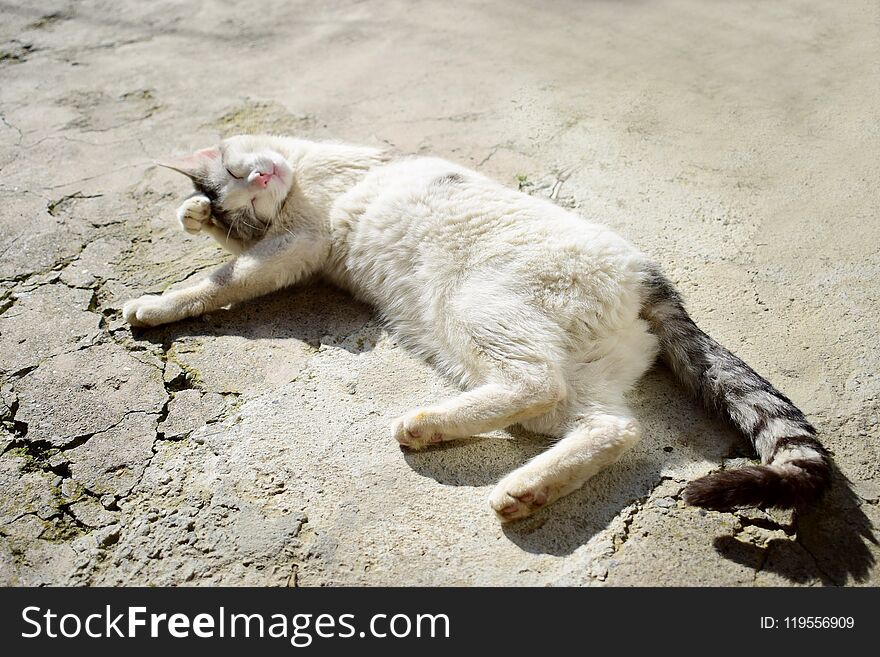 A cute and friendly street cat is enjoying the sunshine. A cute and friendly street cat is enjoying the sunshine