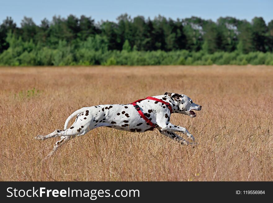 Running broun Dalmatian dog on coursing on field background. Running broun Dalmatian dog on coursing on field background