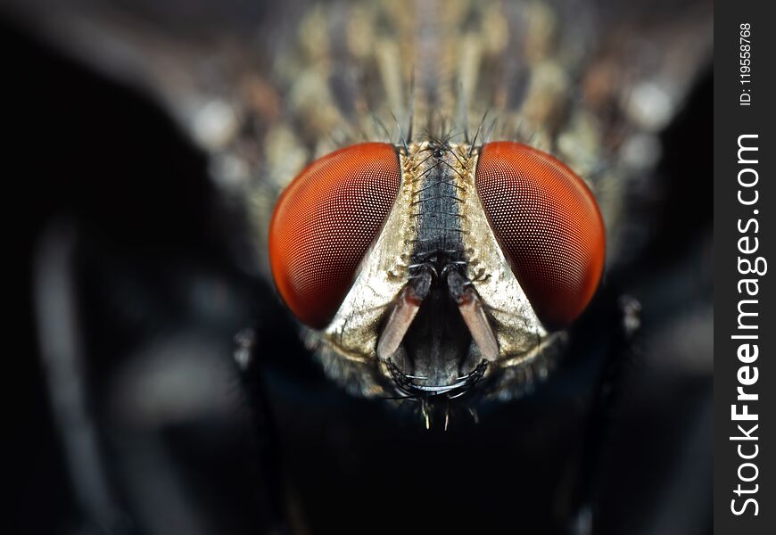 Macro Photo of Face of House Fly Isolated on Background