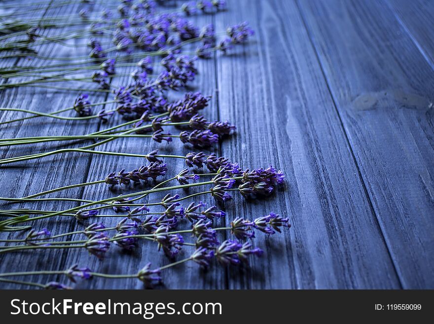 Fresh lavender flowers on dark blue wooden background. Romantic background with copy space.