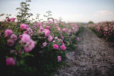 Tea Rose Field. Stock Images Tea Rose Field. Stock Images
