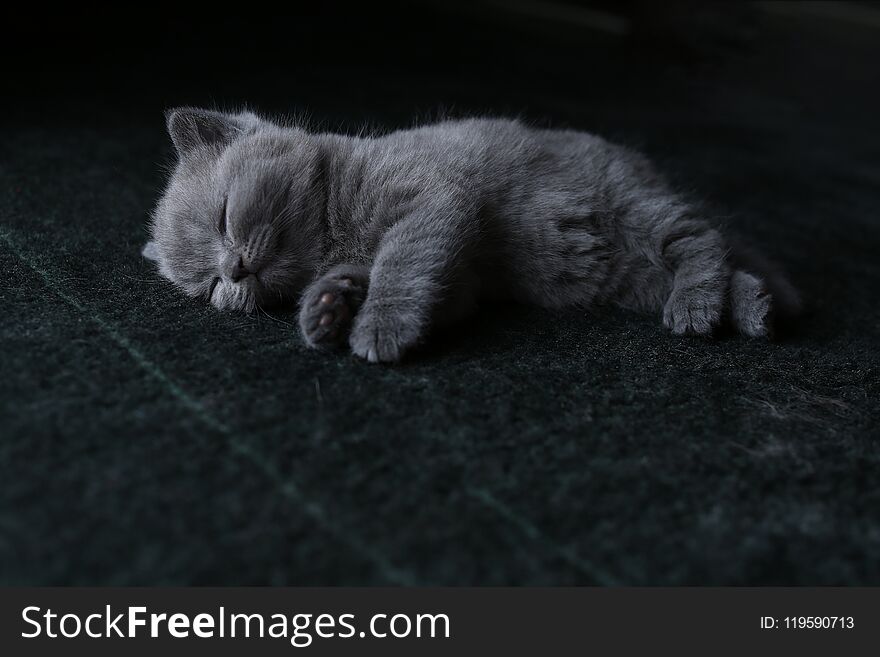 British Shorthair kittens sleeping on living room carpet. British Shorthair kittens sleeping on living room carpet