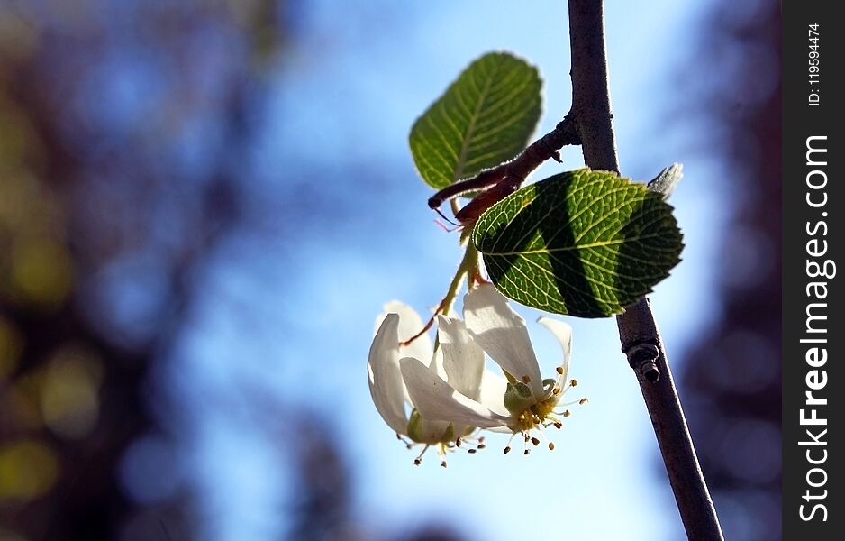 Utah Serviceberry flowers, Amelanchier utahensis