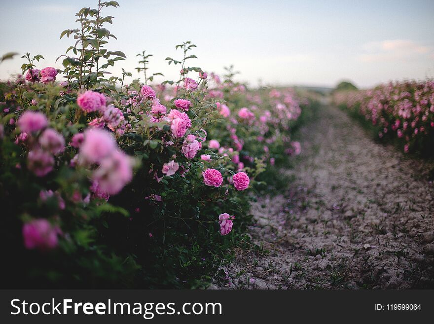Beautiful bush of pink roses in a spring garden. Flower field. Field of tea rose. Rose garden. Beautiful bush of pink roses in a spring garden. Flower field. Field of tea rose. Rose garden.