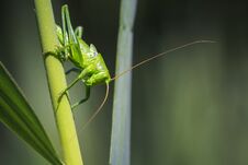 Great Green Bush-cricket, Tettigonia Viridissima Royalty Free Stock Image Great Green Bush-cricket, Tettigonia Viridissima Royalty Free Stock Image