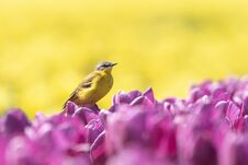 Closeup Of A Male Western Yellow Wagtail Bird Motacilla Flava Royalty Free Stock Photos