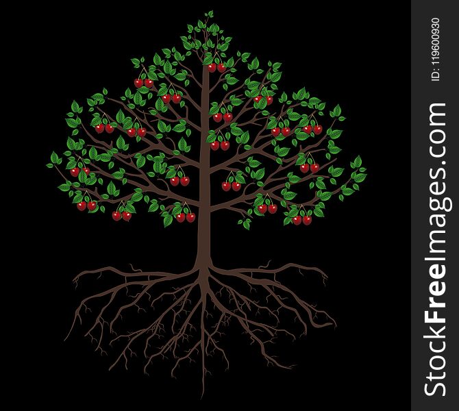 Tree of cherry with fruits and roots isolated on a black background, beautiful illustration. Tree of cherry with fruits and roots isolated on a black background, beautiful illustration.