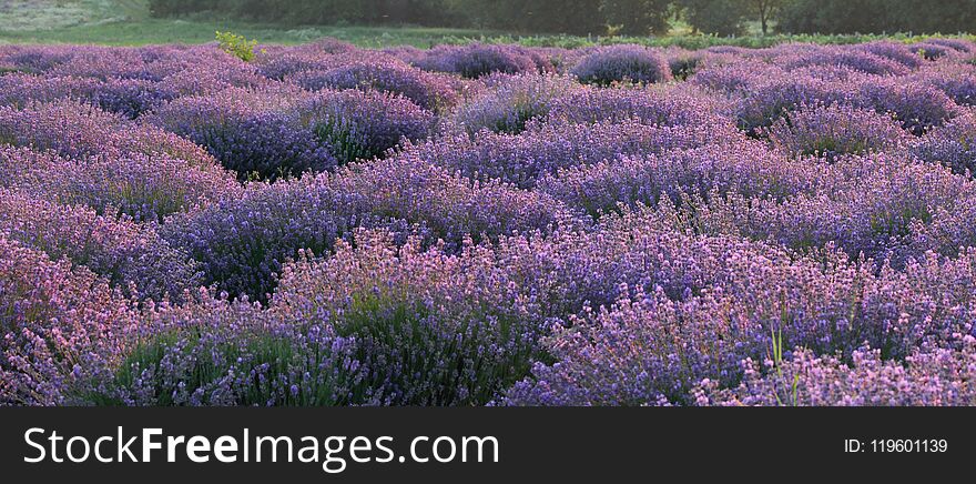 Floral background with fragrant purple lavender bushes. Panoramic.
