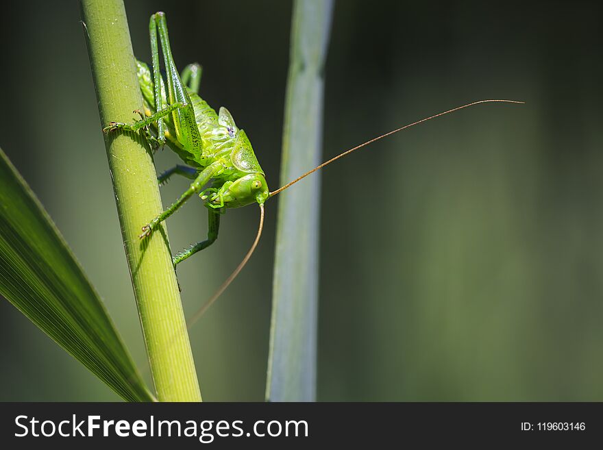 Macro close-up of a Great Green Bush-cricket, Tettigonia viridissima.