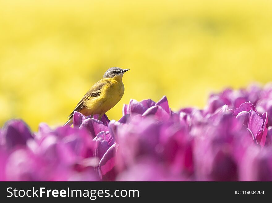 Closeup of a male western yellow wagtail bird Motacilla flava singing in a meadow or field with colorful yellow and purple tulips blooming on a sunny day during spring season.