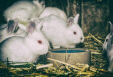 Beautiful White Rabbits, Analog Filter Stock Image