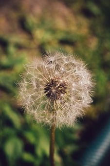White Dandelion Macro Retro Stock Photos White Dandelion Macro Retro Stock Photos