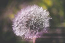 White Dandelion Macro Retro Royalty Free Stock Photo White Dandelion Macro Retro Royalty Free Stock Photo