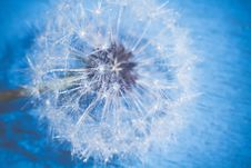 White Dandelion With Water Drops Retro Stock Photos White Dandelion With Water Drops Retro Stock Photos