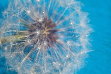 White Dandelion With Water Drops Stock Photo White Dandelion With Water Drops Stock Photo