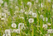 White Dandelions In The Grass Royalty Free Stock Photography White Dandelions In The Grass Royalty Free Stock Photography