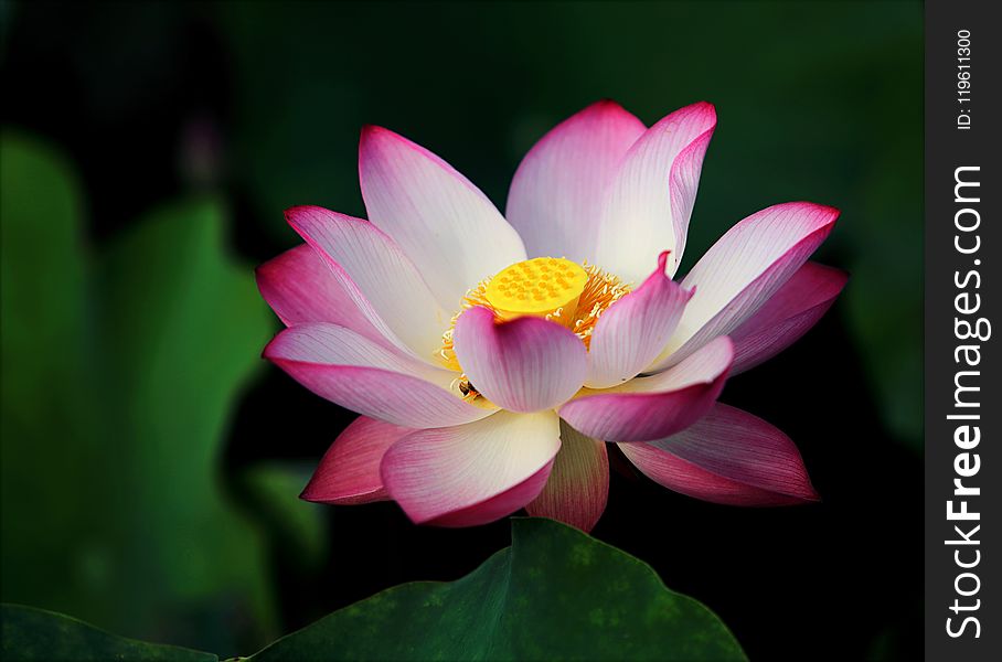 Focus Photo Pink and White Lotus Flower