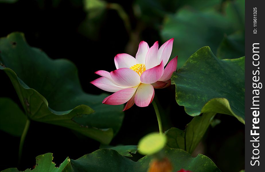 Selective Focus Photography of Pink Petaled Flower in Bloom