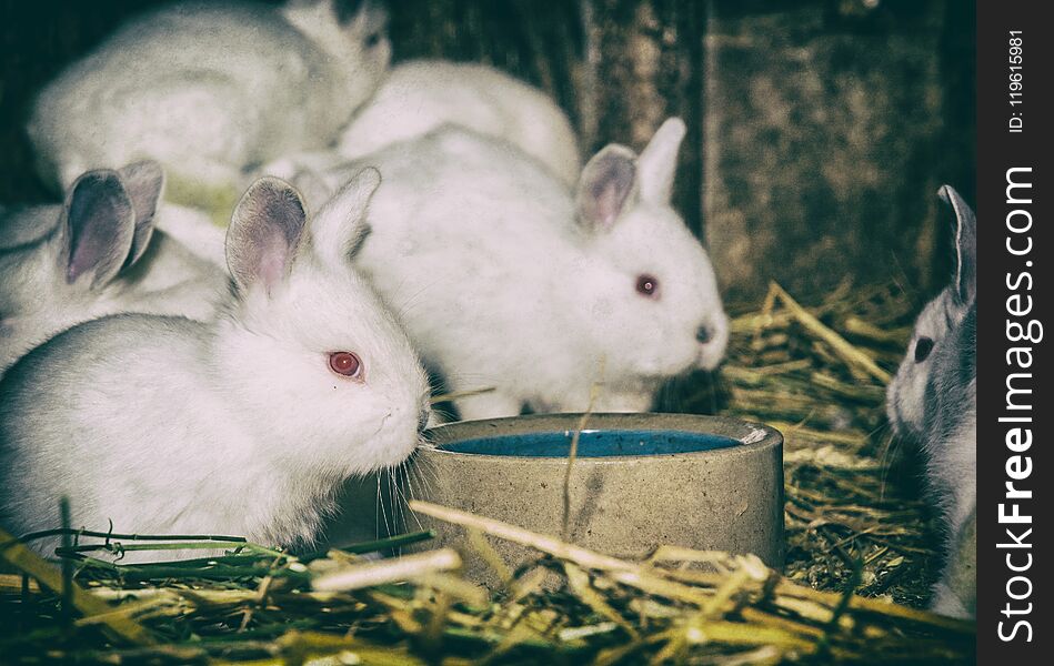 Beautiful white rabbits. Animal portrait. Big ears and red eyes. Little white bunnies. Analog photo filter with scratches. Beautiful white rabbits. Animal portrait. Big ears and red eyes. Little white bunnies. Analog photo filter with scratches.