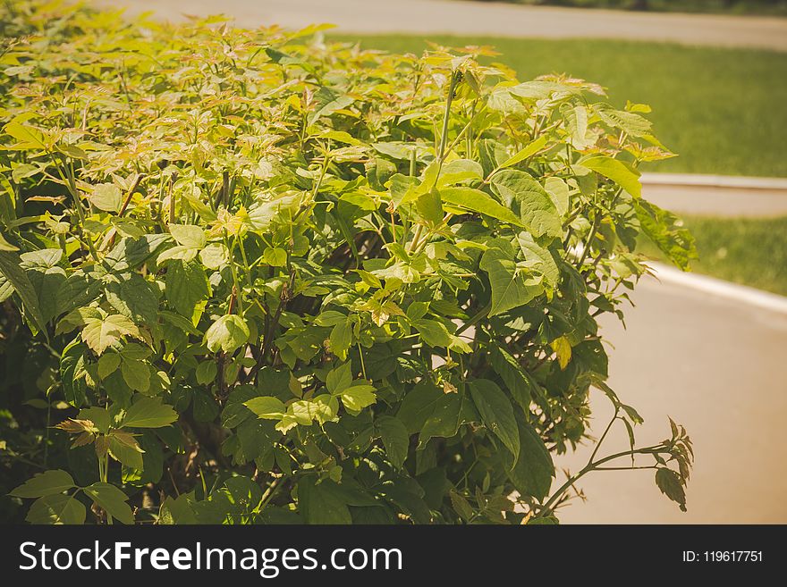 Shorn bushes in the park