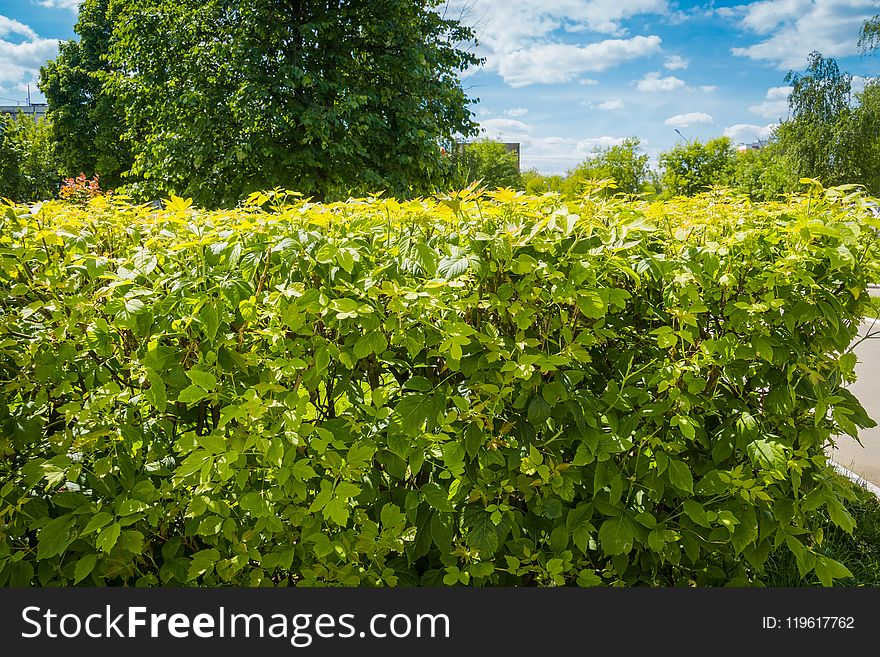 Close up of trimmed bushes in the city park. Close up of trimmed bushes in the city park.