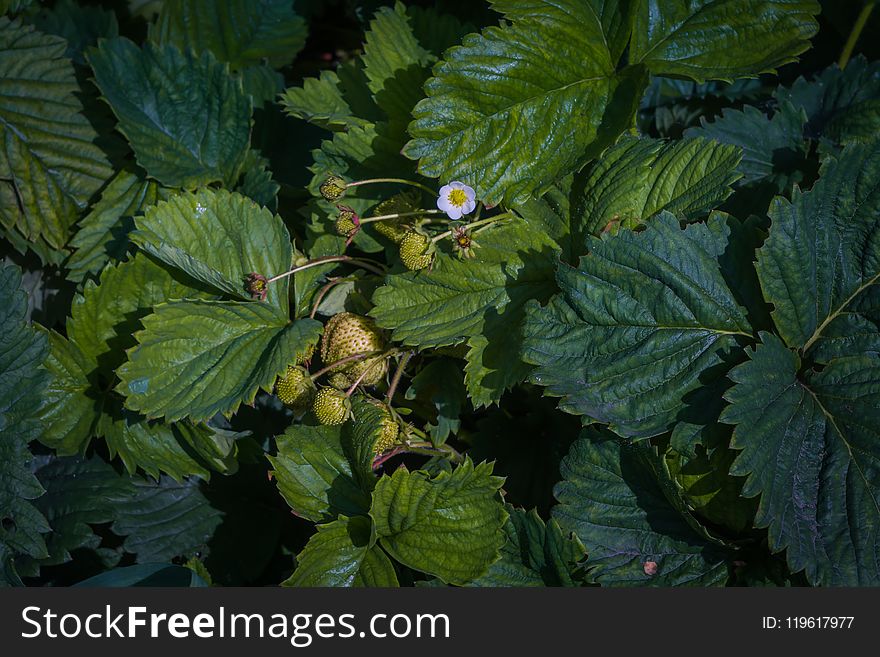 Ripen strawberry among green leaves in the garden background. Ripen strawberry among green leaves in the garden background.