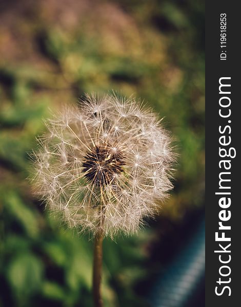 White dandelion macro retro