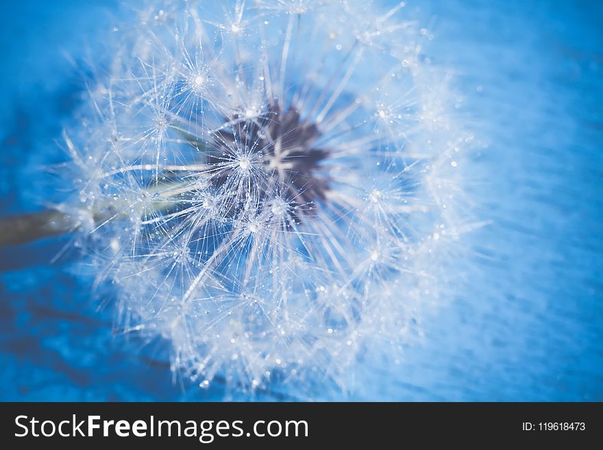 White Dandelion With Water Drops Retro