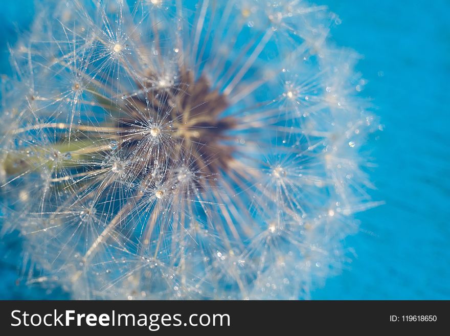 White Dandelion with Water Drops