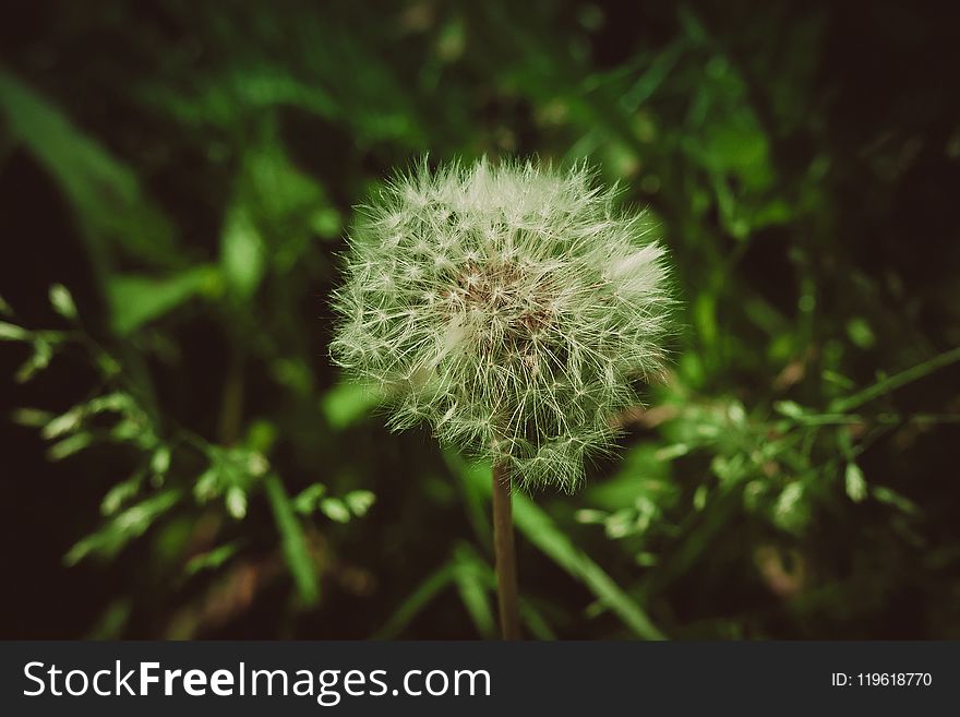 White Dandelions In The Grass Filtered
