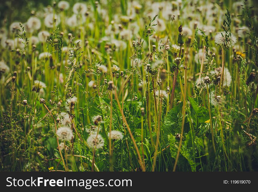 White Dandelions In The Grass