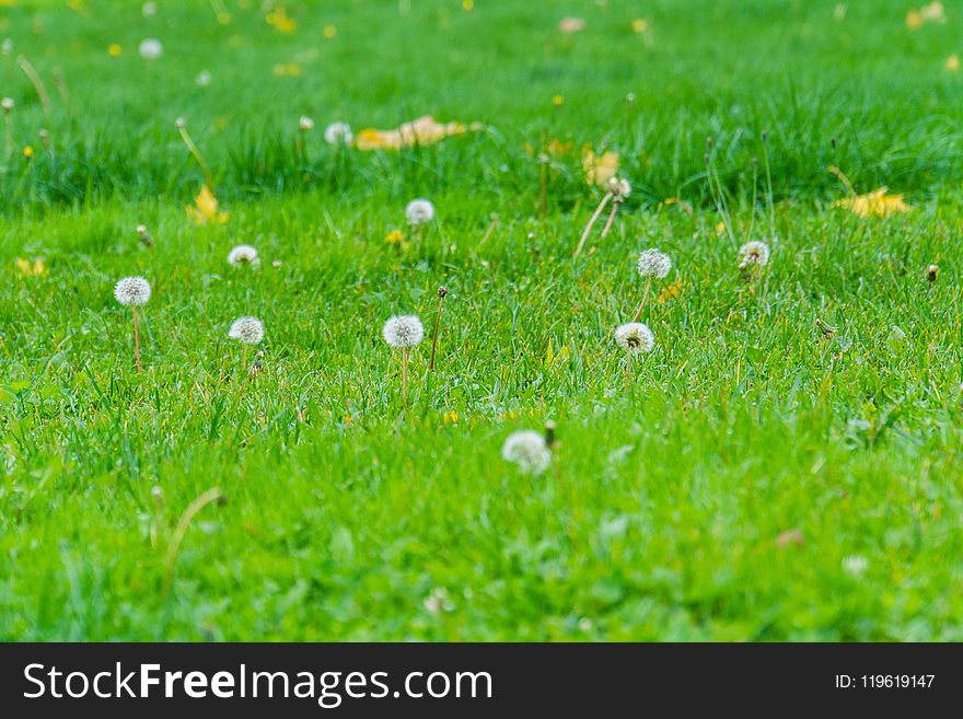 White Dandelions In The Grass