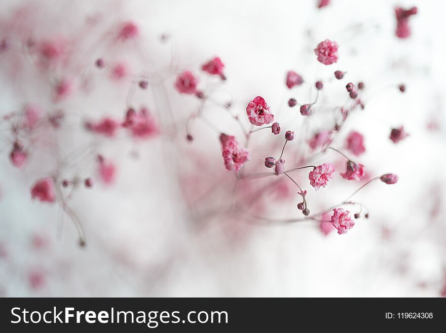 Dry Pink Baby`s Breath Flowers