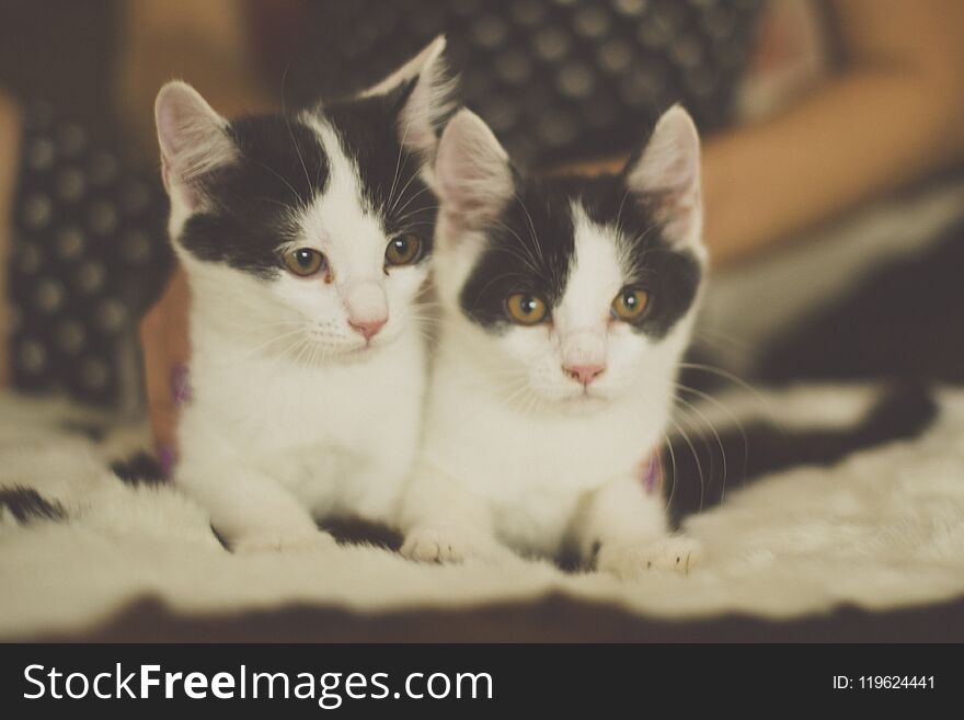 Black and white kitten with green eyes, warm toned picture. Black and white kitten with green eyes, warm toned picture.