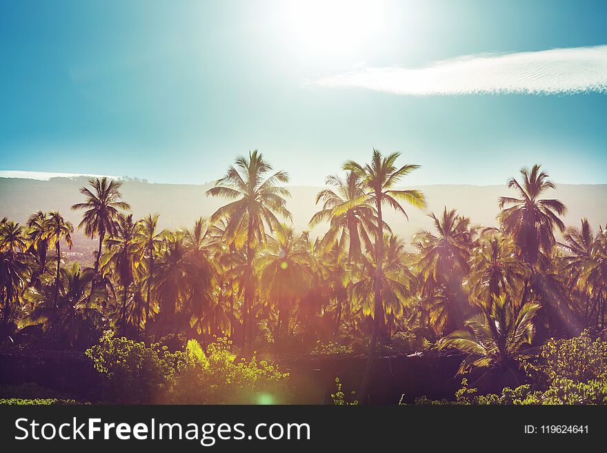 Palm plantation on tropical island